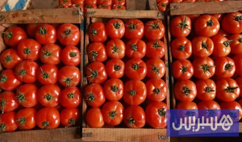 أسعار الطماطم تحلق عاليا بالأسواق .. ومهنيون ينفون مسؤولية التصدير في السعودية اليوم الخميس 29 أكتوبر 2026
