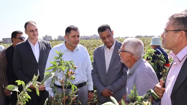 بدء موسم جني القطن بكفر سعد بمحافظة دمياط