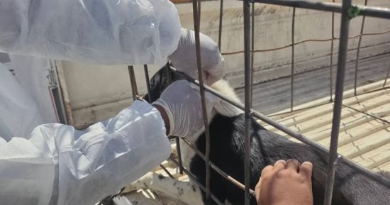 تحصين 48 كلبا ضالا والتحفظ على 7 بعد بلاغ عقر بقرية أولاد عزاز بسوهاج.. صور